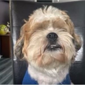 Meet your Posher, Alexa